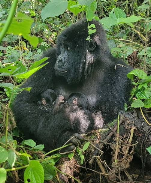 RDC: Le Parc national de Virunga accueille la naissance exceptionnelle de jumeaux gorilles